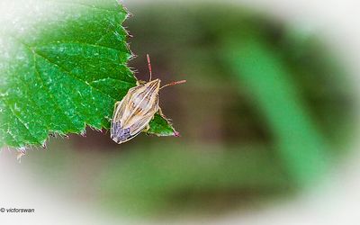 Mijterwants - Aelia acuminata.JPG