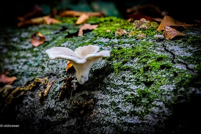 Bleke oesterzwam Pleurotus pulmonarius.JPG