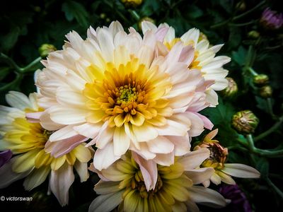 chrysanten.JPG