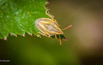 Mijterwants - Aelia acuminata.JPG