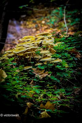 Echte Honingzwam - Armillaria mellea.JPG