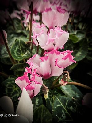 Cyclamen .JPG