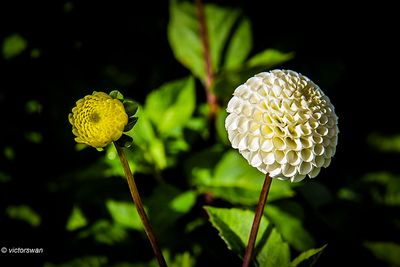 Dahlia-Small World.JPG