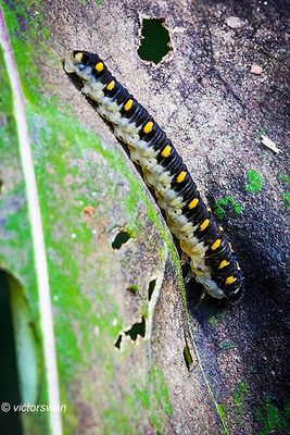 Tenthredo mandibularis.JPG