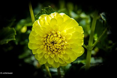 Dahlia-Golden Torch.JPG