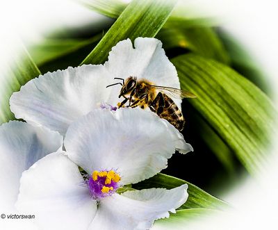 Honingbij - Apis mellifera.JPG