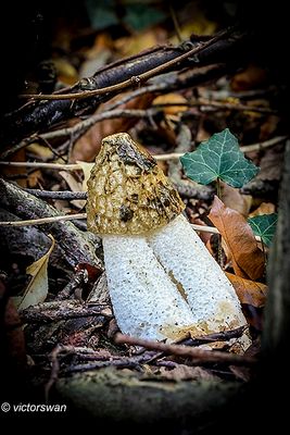 Grote stinkzwam - Phallus impudicus.JPG
