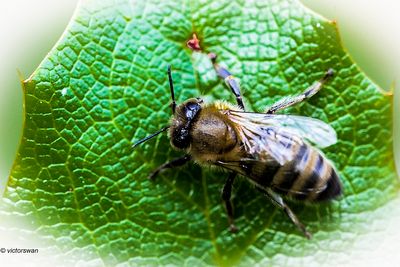 Honingbij - Apis mellifera.JPG
