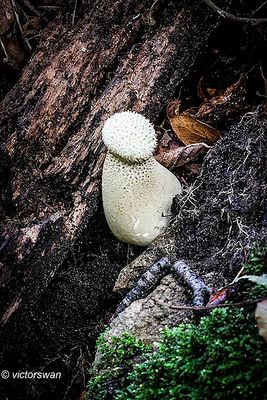 Parelstuifzwam - Lycoperdon perlatum.JPG