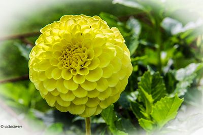 Dahlia-Golden Torch.JPG