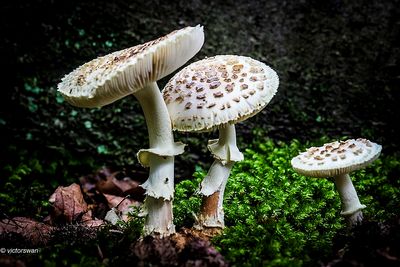 Gele knolamaniet - Amanita citrina.JPG