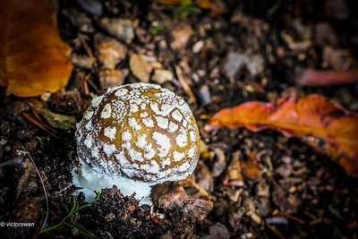 Panteramaniet-amanita-pantherina.JPG