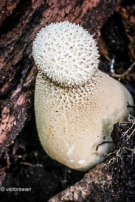 Parelstuifzwam - Lycoperdon perlatum.JPG