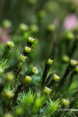 Gewoon haarmos - Polytrichum commune.JPG