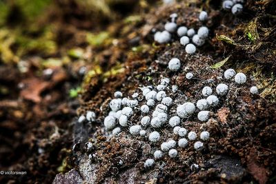 Variabel kristalkopje  Didymium squamulosum.JPG