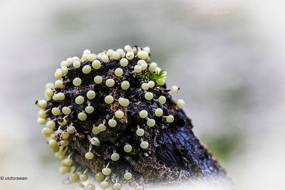 Spijkerkristalkopje -Didymium clavus.JPG