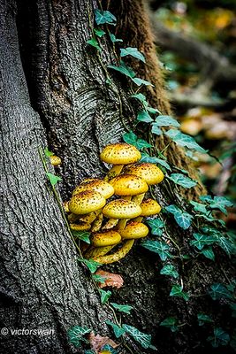 Goudvliesbundelzwam - Pholiota Adiposa.JPG