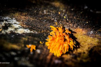 Geel hoorntje  Calocera cornea.JPG