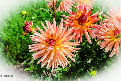 Dahlia-Peau De Peche.JPG