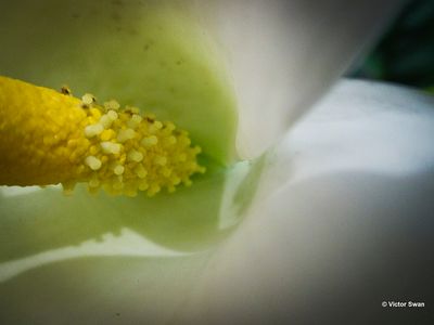 Aronskelk - Zantedeschia aethiopica.JPG