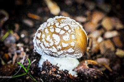 Panteramaniet-amanita-pantherina.JPG