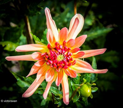 Dahlia-Peau De Peche.JPG