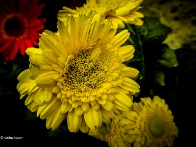 chrysanten.JPG