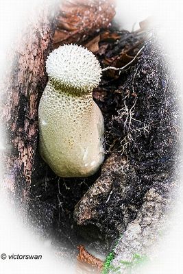 Parelstuifzwam - Lycoperdon perlatum.JPG