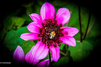 Dahlia-Blue Bayou.JPG