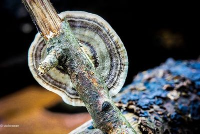 Gewoon elfenbankje - Trametes versicolor.JPG