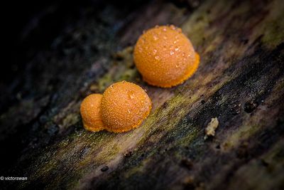 Gewone boomwrat - Lycogala epidendrum.JPG