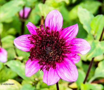 Dahlia-Blue Bayou.JPG