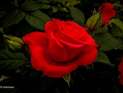 g13/89/1165089/3/174574514.9a027bc8.JPEG