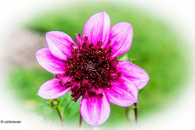 Dahlia-Blue Bayou.JPG