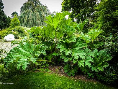 Arboretum Kalmthout