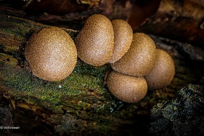 Gewone boomwrat - Lycogala epidendrum.JPG