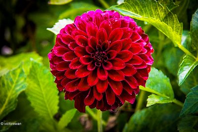 Dahlia-Black Satin.JPG