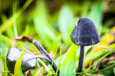 Blauwzwarte satijnzwam - Entoloma corvinum.JPG