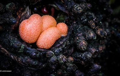 Gewone boomwrat - Lycogala epidendrum.JPG