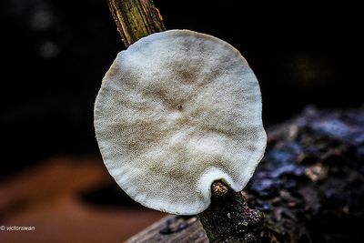 Gewoon elfenbankje - Trametes versicolor.JPG