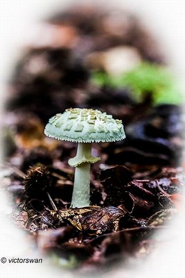 Gele knolamaniet - Amanita citrina.JPG