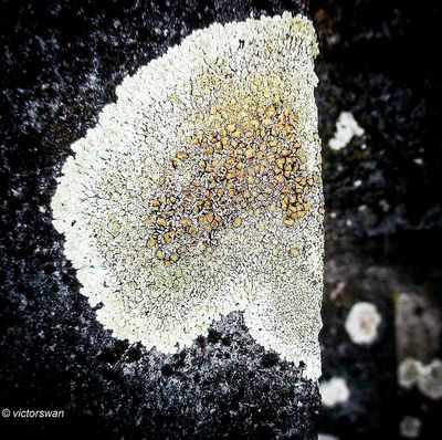 Muurschotelkorst - Lecanora muralis.JPG