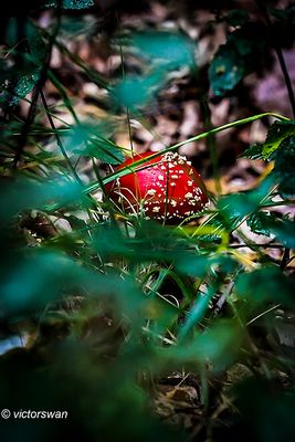 Vliegenzwam - Amanita muscaria.JPG