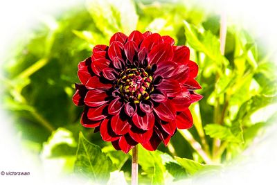Dahlia-Black Satin.JPG