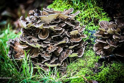 Eikhaas - Grifola frondosa.JPG