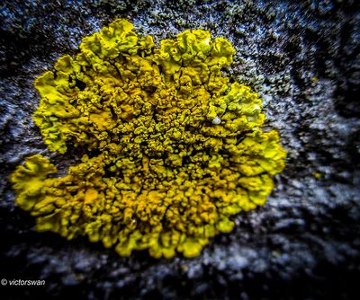 Oranje dooiermos - Xanthoria calcicola.JPG