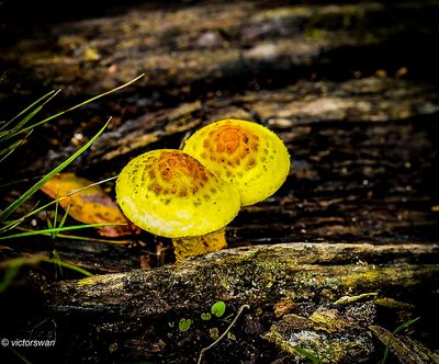 Goudvliesbundelzwam - Pholiota Adiposa.JPG
