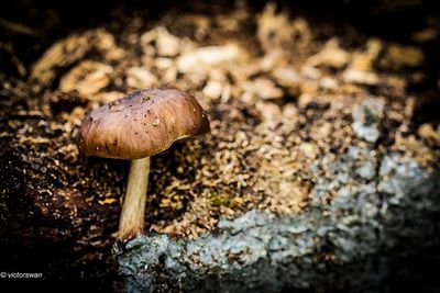 Gewone hertenzwam - Pluteus cervinus.JPG