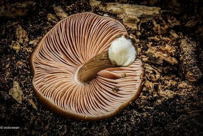 Gewone hertenzwam - Pluteus cervinus.JPG