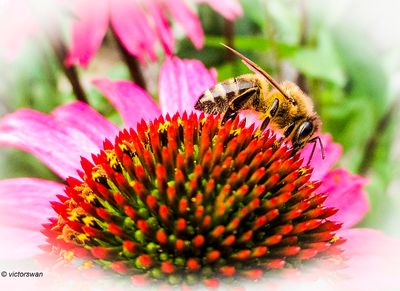 Honingbij - Apis mellifera.JPG
